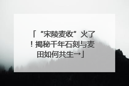 “宋陵麦收”火了！揭秘千年石刻与麦田如何共生→