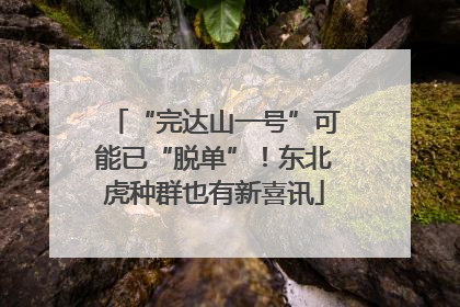 “完达山一号”可能已“脱单”！东北虎种群也有新喜讯