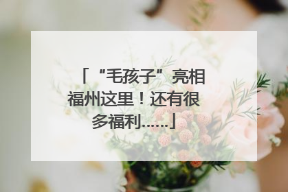 “毛孩子”亮相福州这里！还有很多福利……