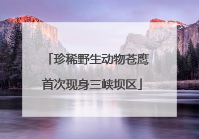 珍稀野生动物苍鹰首次现身三峡坝区