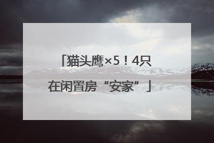 猫头鹰×5！4只在闲置房“安家”
