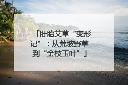 盱眙艾草“变形记”：从荒坡野草到“金枝玉叶”