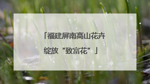 福建屏南高山花卉绽放“致富花”