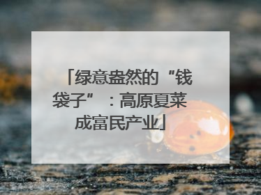绿意盎然的“钱袋子”：高原夏菜成富民产业