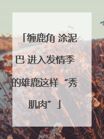 缠鹿角 涂泥巴 进入发情季的雄鹿这样“秀肌肉”