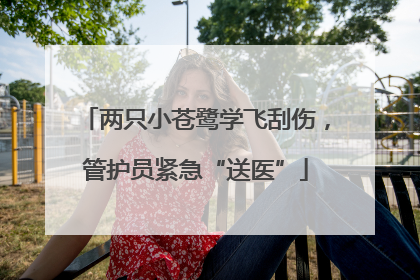 两只小苍鹭学飞刮伤，管护员紧急“送医”