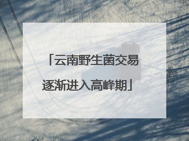 云南野生菌交易逐渐进入高峰期