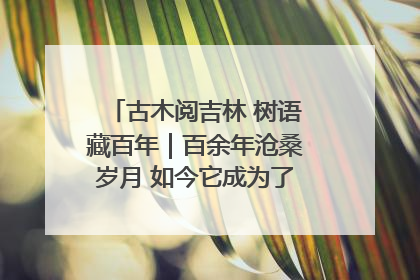 古木阅吉林 树语藏百年｜百余年沧桑岁月 如今它成为了“镇园之宝”