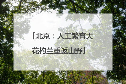 北京：人工繁育大花杓兰重返山野