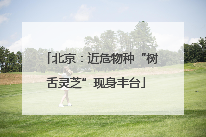 北京：近危物种“树舌灵芝”现身丰台