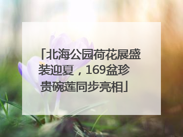北海公园荷花展盛装迎夏，169盆珍贵碗莲同步亮相