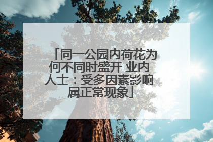 同一公园内荷花为何不同时盛开 业内人士：受多因素影响 属正常现象