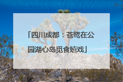 四川成都：苍鹭在公园湖心岛觅食嬉戏