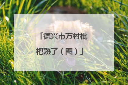 德兴市万村枇杷熟了（图）
