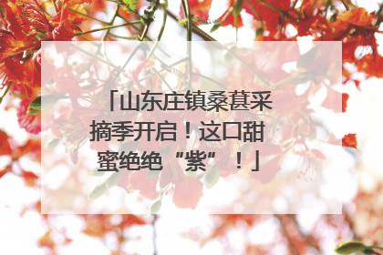 山东庄镇桑葚采摘季开启！这口甜蜜绝绝“紫”！
