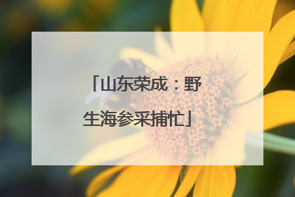 山东荣成：野生海参采捕忙