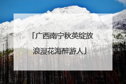 广西南宁秋英绽放 浪漫花海醉游人