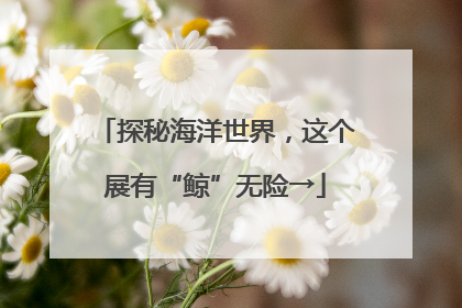 探秘海洋世界，这个展有“鲸”无险→