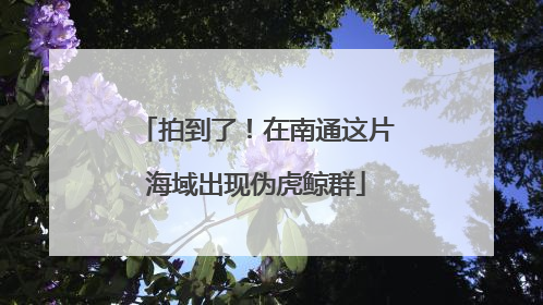 拍到了！在南通这片海域出现伪虎鲸群