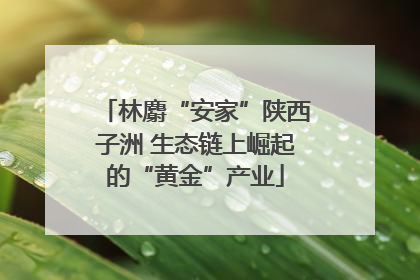 林麝“安家”陕西子洲 生态链上崛起的“黄金”产业
