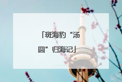 斑海豹“汤圆”归海记