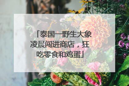 泰国一野生大象凌晨闯进商店，狂吃零食和鸡蛋