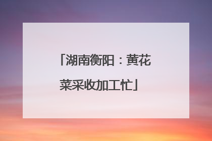 湖南衡阳：黄花菜采收加工忙