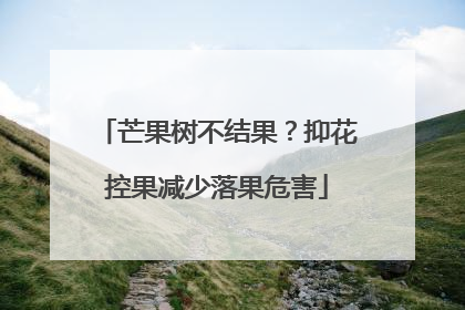芒果树不结果？抑花控果减少落果危害