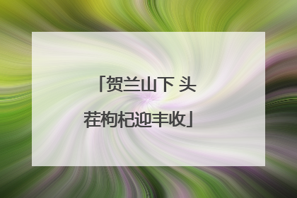 贺兰山下 头茬枸杞迎丰收