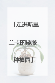 走进斯里兰卡的橡胶种植园