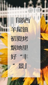 郧西羊尾镇初夏烤烟地里好“丰”景