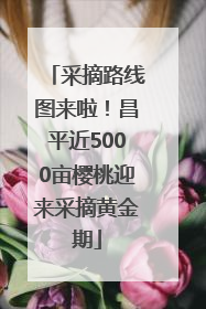 采摘路线图来啦！昌平近5000亩樱桃迎来采摘黄金期