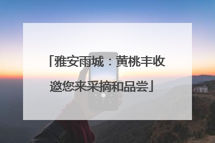 雅安雨城：黄桃丰收 邀您来采摘和品尝