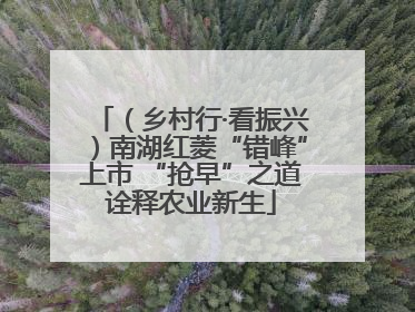 （乡村行·看振兴）南湖红菱“错峰”上市 “抢早”之道诠释农业新生