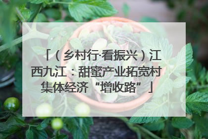 （乡村行·看振兴）江西九江：甜蜜产业拓宽村集体经济“增收路”