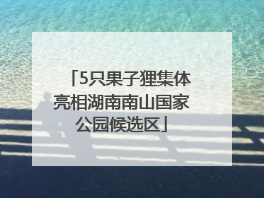 5只果子狸集体亮相湖南南山国家公园候选区
